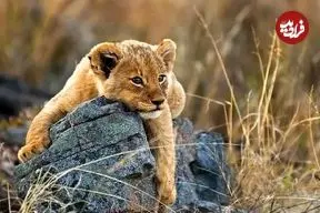 ببینید| بازیگوشی تمام‌نشدنی توله‌شیر با مادرش پربازدید شد