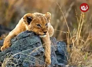 ببینید| بازیگوشی تمام‌نشدنی توله‌شیر با مادرش پربازدید شد