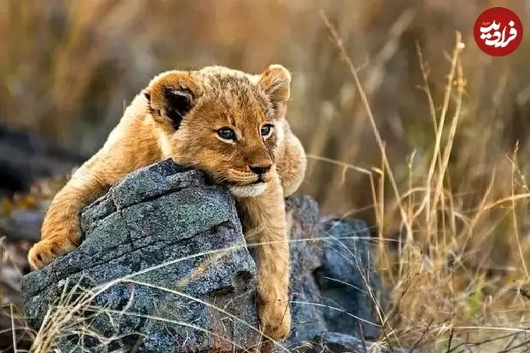 ببینید| بازیگوشی تمام‌نشدنی توله‌شیر با مادرش پربازدید شد