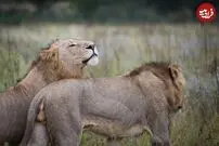 (ویدئو) مواجهه نادر و عجیب دسته گرازها با دو شیر تنبل!