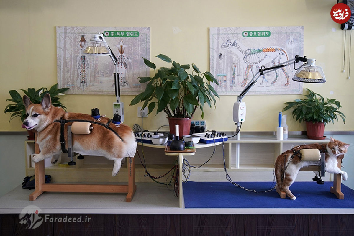 تصاویر/ درمان حیوانات با طب سوزنی