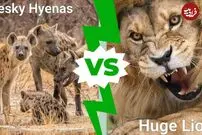 (ویدئو) شیرهای خشمگین، کفتارهای جسور را کشتند!