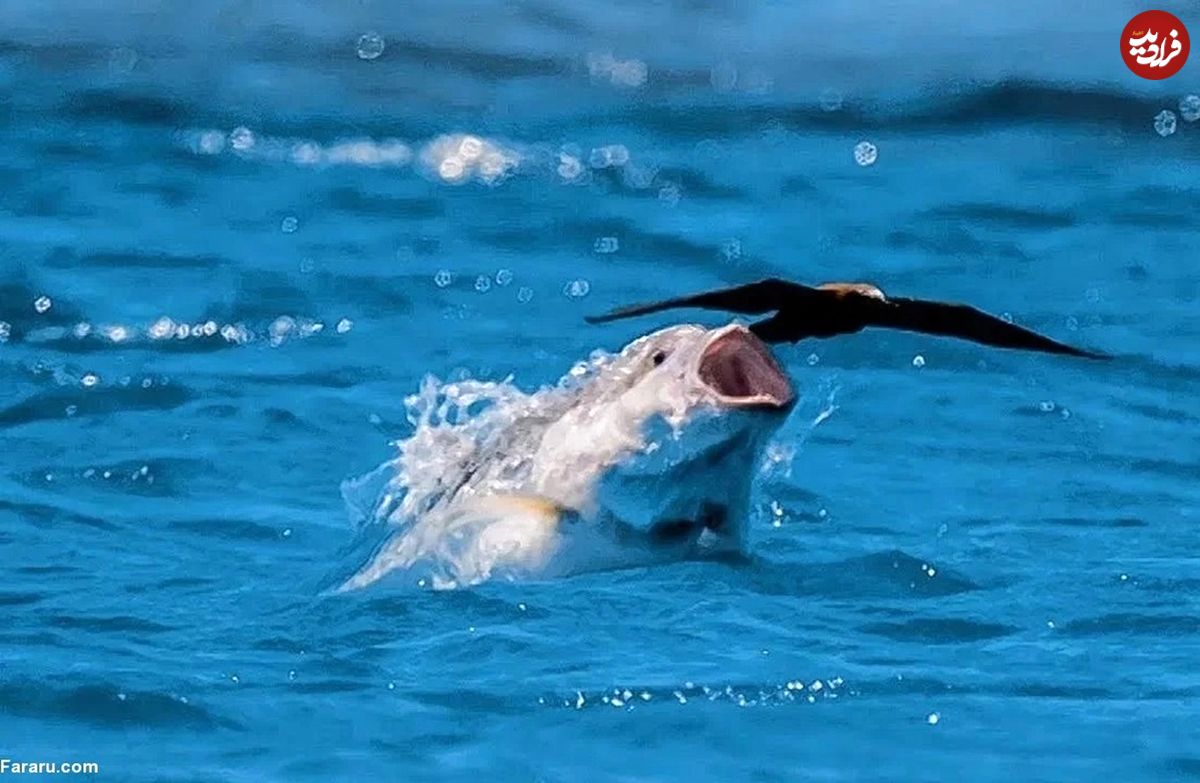 (ویدئو) ماهی عجیبی که پرنده‌ها را شکار می‌کند!