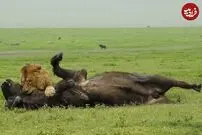 (ویدئو) قدرت خیره کننده شیر در شکار گاومیش ۹۰۰ کیلویی!