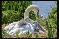 (تصاویر) ۸ نوزاد حیوان عجیبی که شبیه والدین‌شان نیستند!