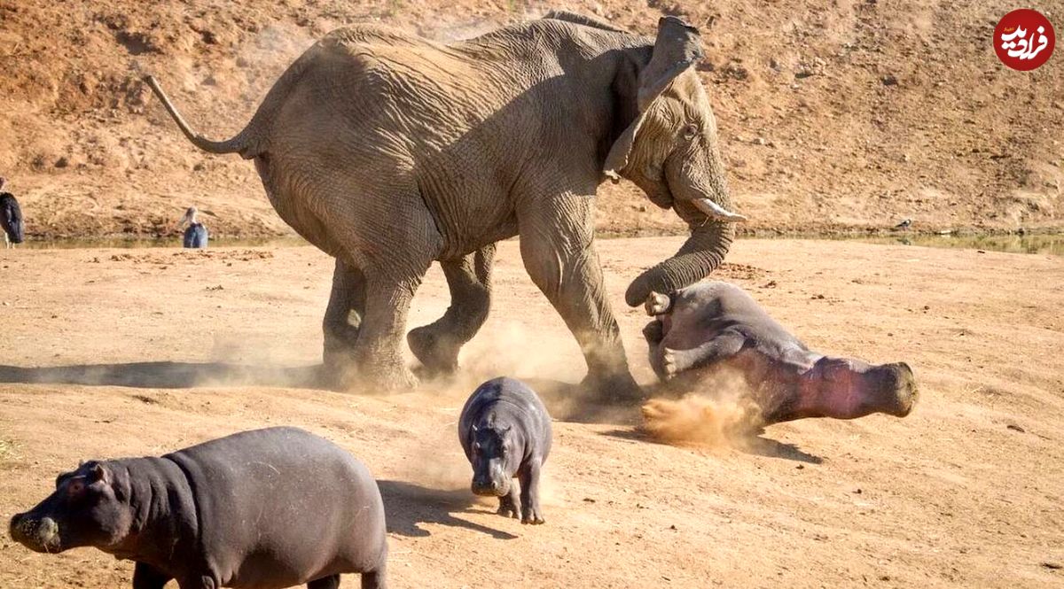 (ویدئو) فیل غول پیکر عصبانی شد و به ۲۵ اسب آبی حمله کرد!