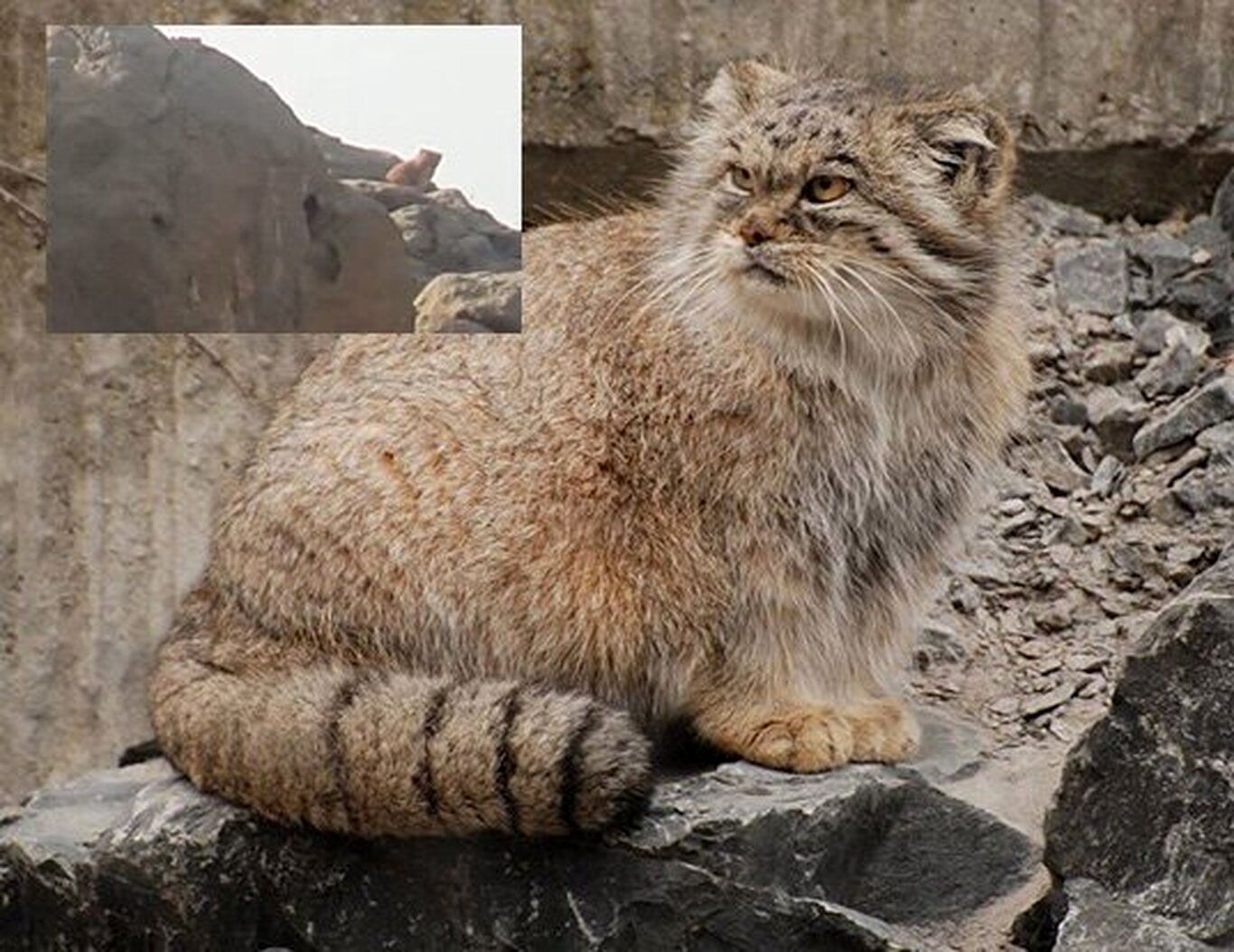مشاهده گربه پالاس در منطقه حفاظت شده کالمند بهادران مهریز