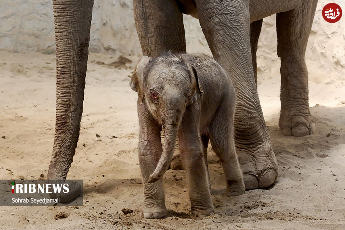 تصاویر/ نخستین فیل متولد شده در ایران