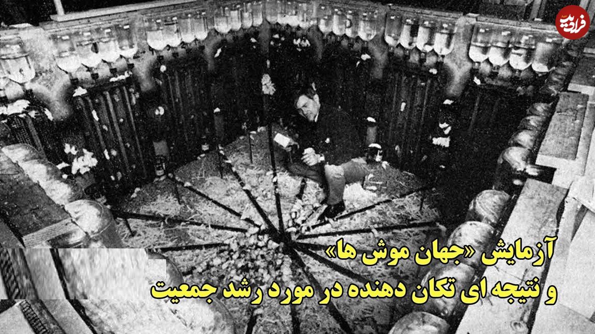 ببینید؛ آزمایش «جهان موش‌ها» و نتیجه‌ای تکان دهنده در مورد رشد جمعیت؛ هشدار جدی به انسان