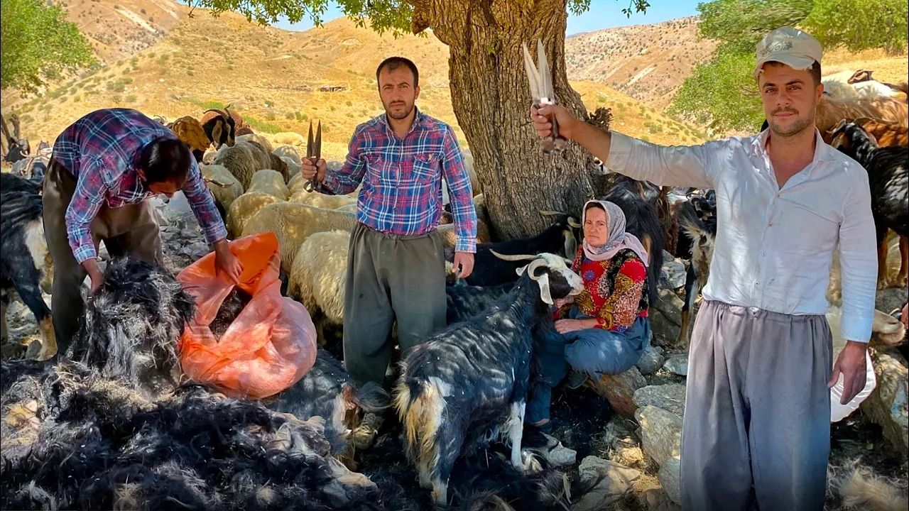 (ویدئو) فرآیند دیدنی چیدن پشم بزها توسط عشایر کردستانی