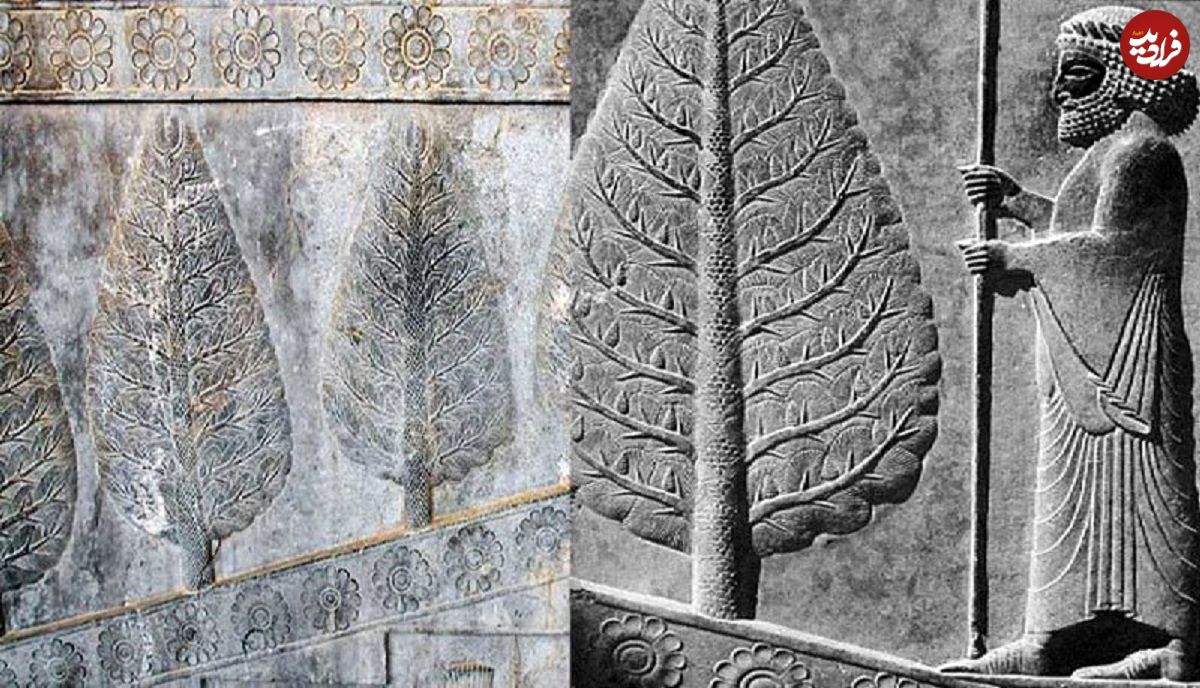 اینفوگرافی؛ سفر در زمان؛ چرا اجداد ما ایرانیان به درخت سرو بسیار بها میدادند؟