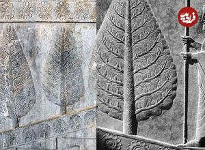 اینفوگرافی؛ سفر در زمان؛ چرا اجداد ما ایرانیان به درخت سرو بسیار بها می‌دادند؟