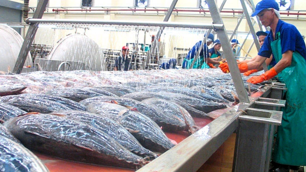 (ویدئو) فرآیند برش، بسته بندی و فرآوری هزاران ماهی تن غول پیکر در کارخانه