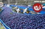 ببینید؛ چگونه آمریکایی ها صدها تن بلوبری را برداشت و فرآوری می کنند؟