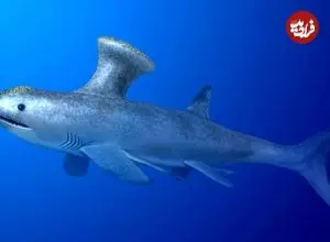 عکس| کوسه‌ ۳۳۰ میلیون ساله در دل یک منطقه مسکونی!