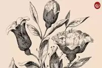 معمای جالب توهم نوری؛ چند چهره در این تصویر می‌بینید؟