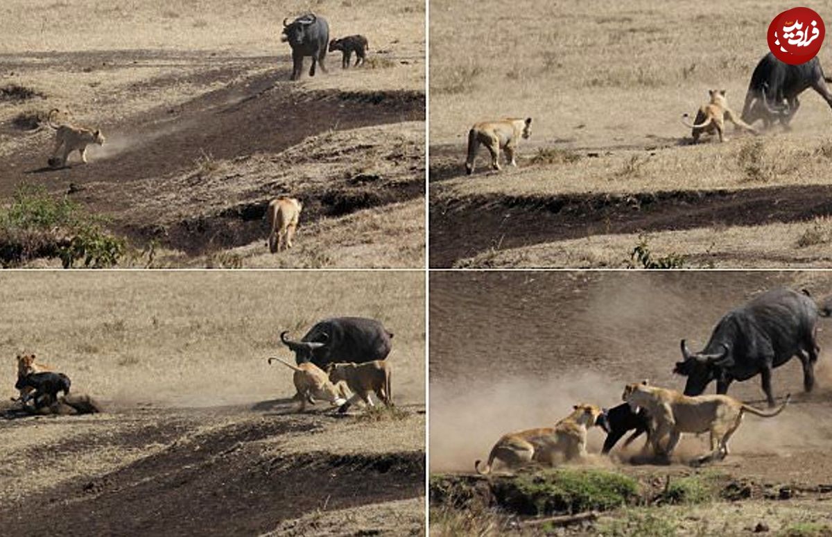 (ویدئو) ماده بوفالو، شجاعانه گوساله‌اش را از چنگ دسته شیرها درآورد!