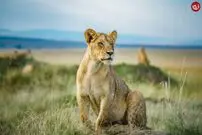 (ویدئو) وقتی غزال زحمات ماده شیر را به باد می‌دهد!
