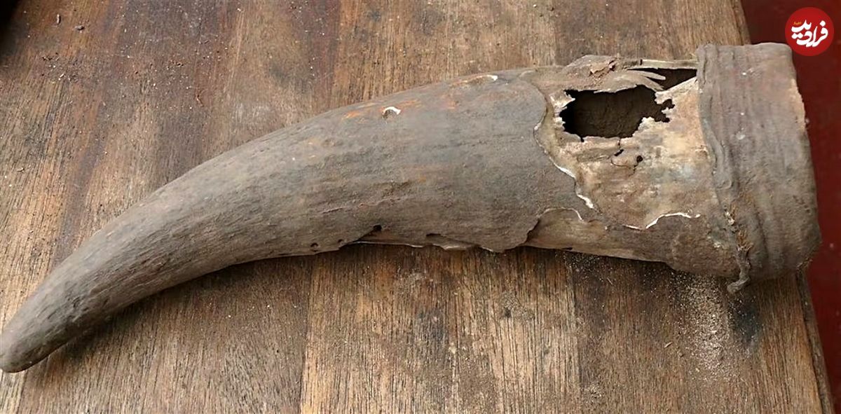 شاخ ۵۰۰ سالۀ گاو که راز دارو‌های باستانی آفریقا را فاش کرد
