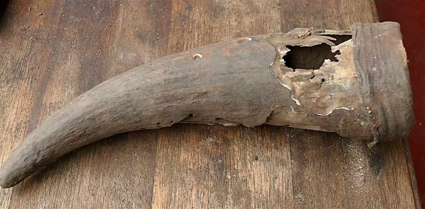 شاخ ۵۰۰ سالۀ گاو که راز دارو‌های باستانی آفریقا را فاش کرد