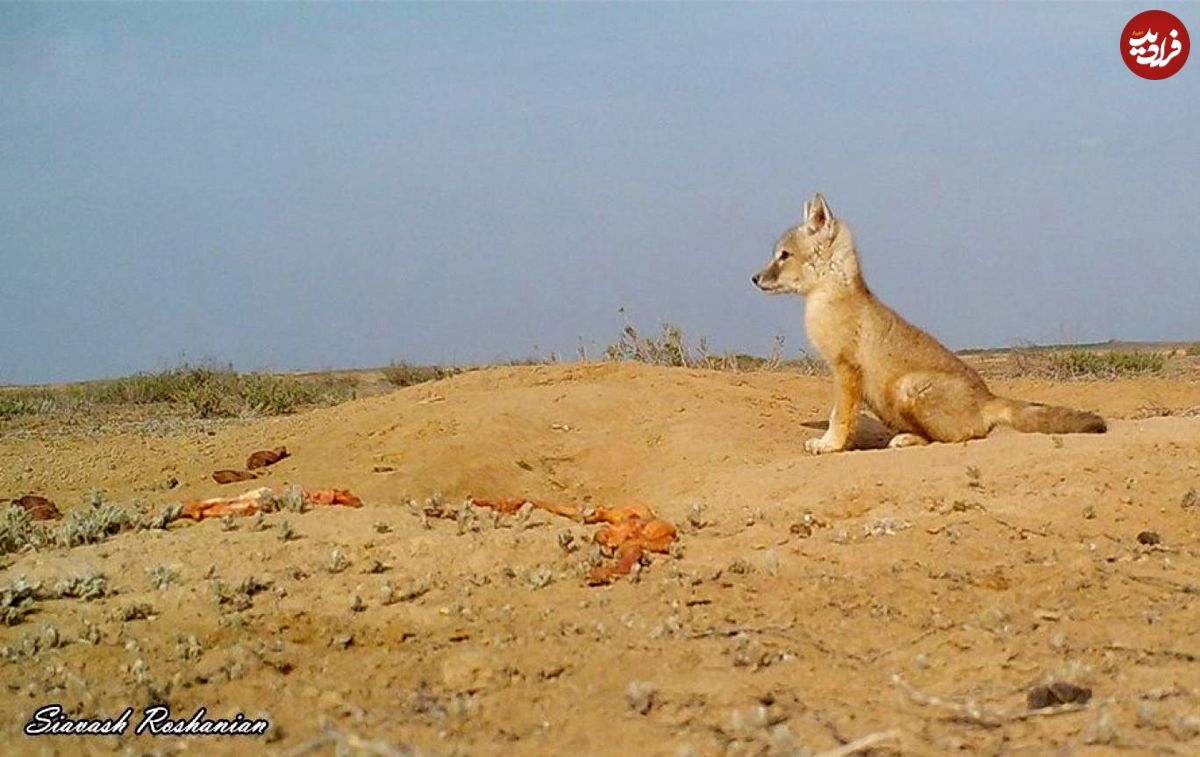 روباه ترکمنی، مینیاتوری در خطر انقراض