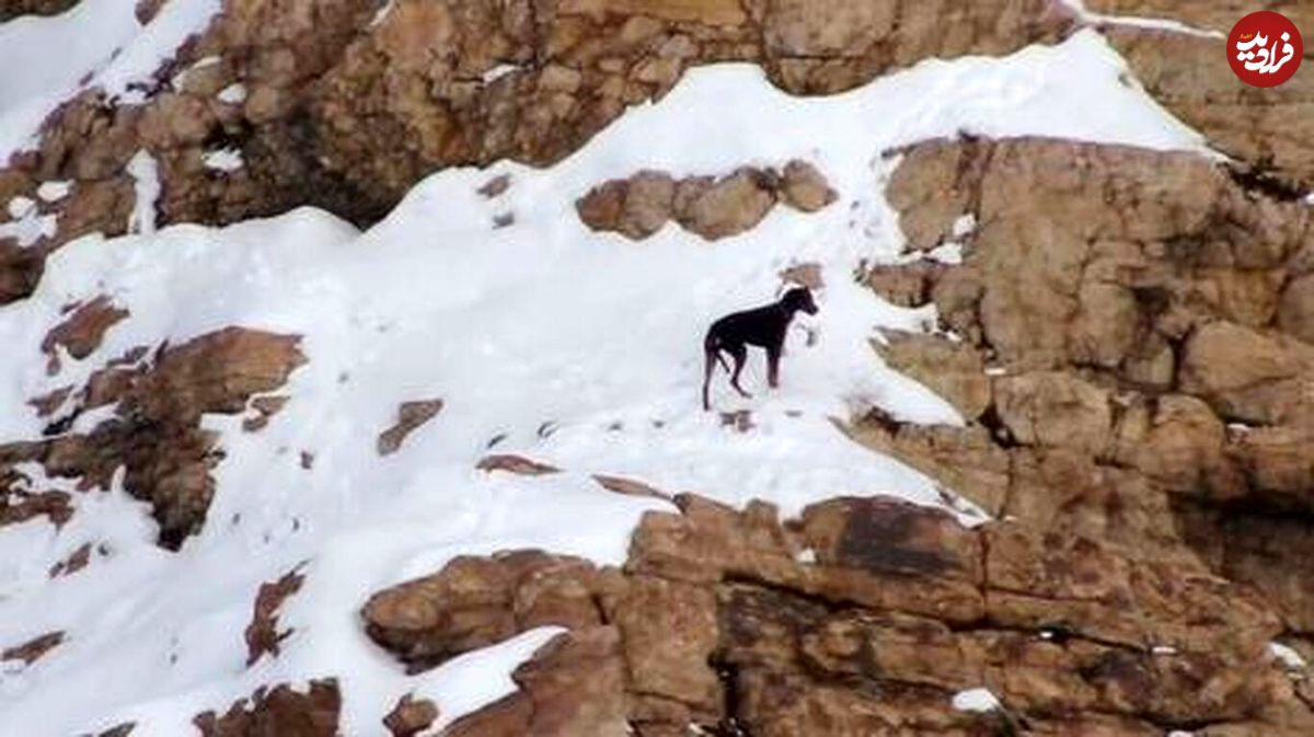 (ویدئو) عملیات جالب نجات یک سگ در کوهستان