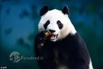 پاندا‌ها دیگر شبیه هم نیستند!