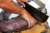 ببینید| غذای خیابانی در ویتنام؛ پخت غذا با مارماهی مورای غول پیکر در هانوی