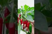 (ویدئو) با این تکنیک جالب و ساده در تراس خانه فلفل بکارید و برداشت کنید