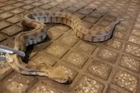 (ویدیو) شجاعت خیره‌کننده دختر جوان هندی در گرفتن دو مار