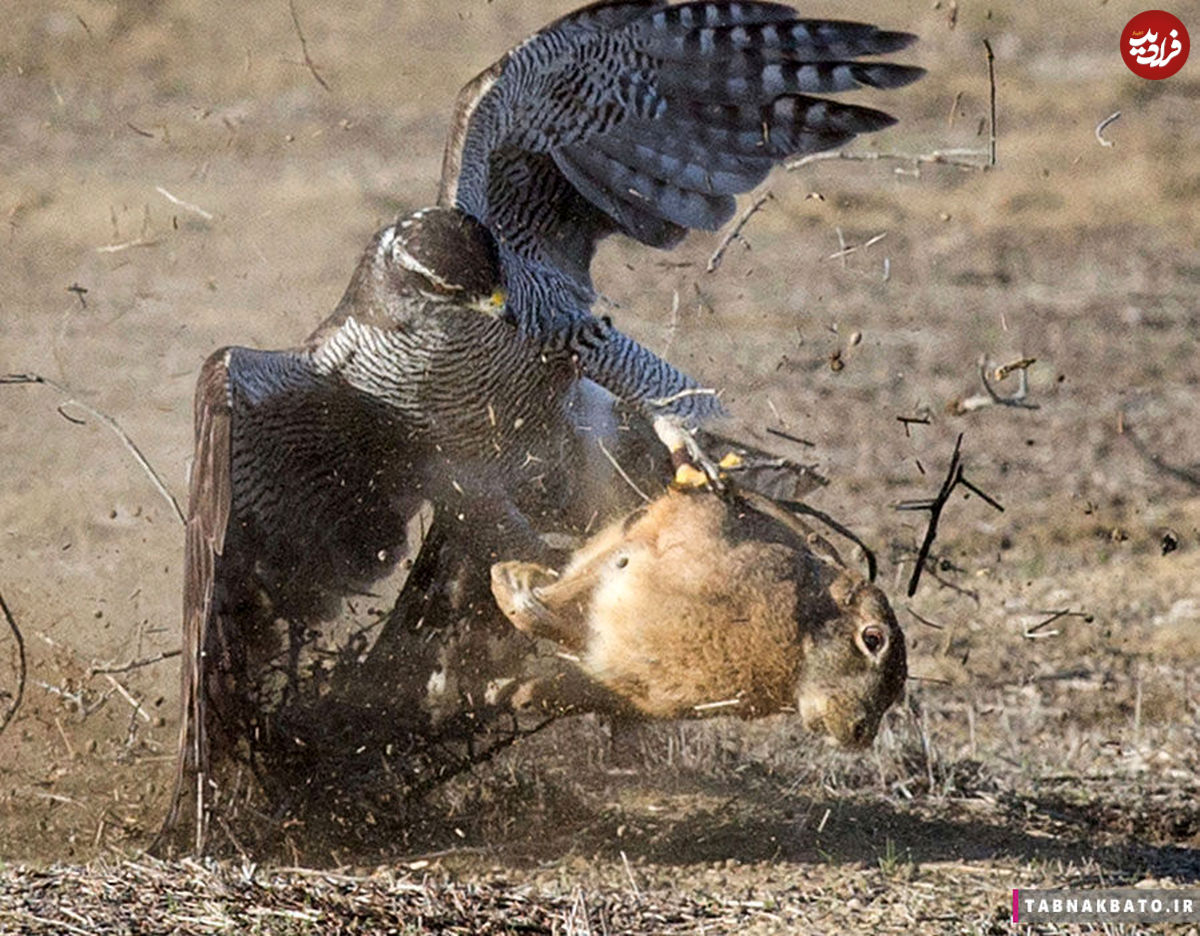 تصاویر جالب از مبارزه میان حیوانات