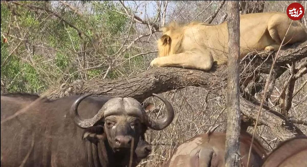 (ویدئو) فرار عجیب یک شیر از دست گاومیش‌ها به بالای درخت