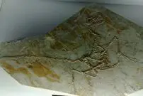 افشای راز‌ مهم‌ترین مناطق تاریخی زمین با بررسی فسیل پرندگان
