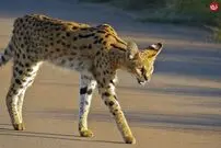 (ویدئو) یوزگربه سمج، افعی بخت برگشته را با ضربات پنجه کشت!