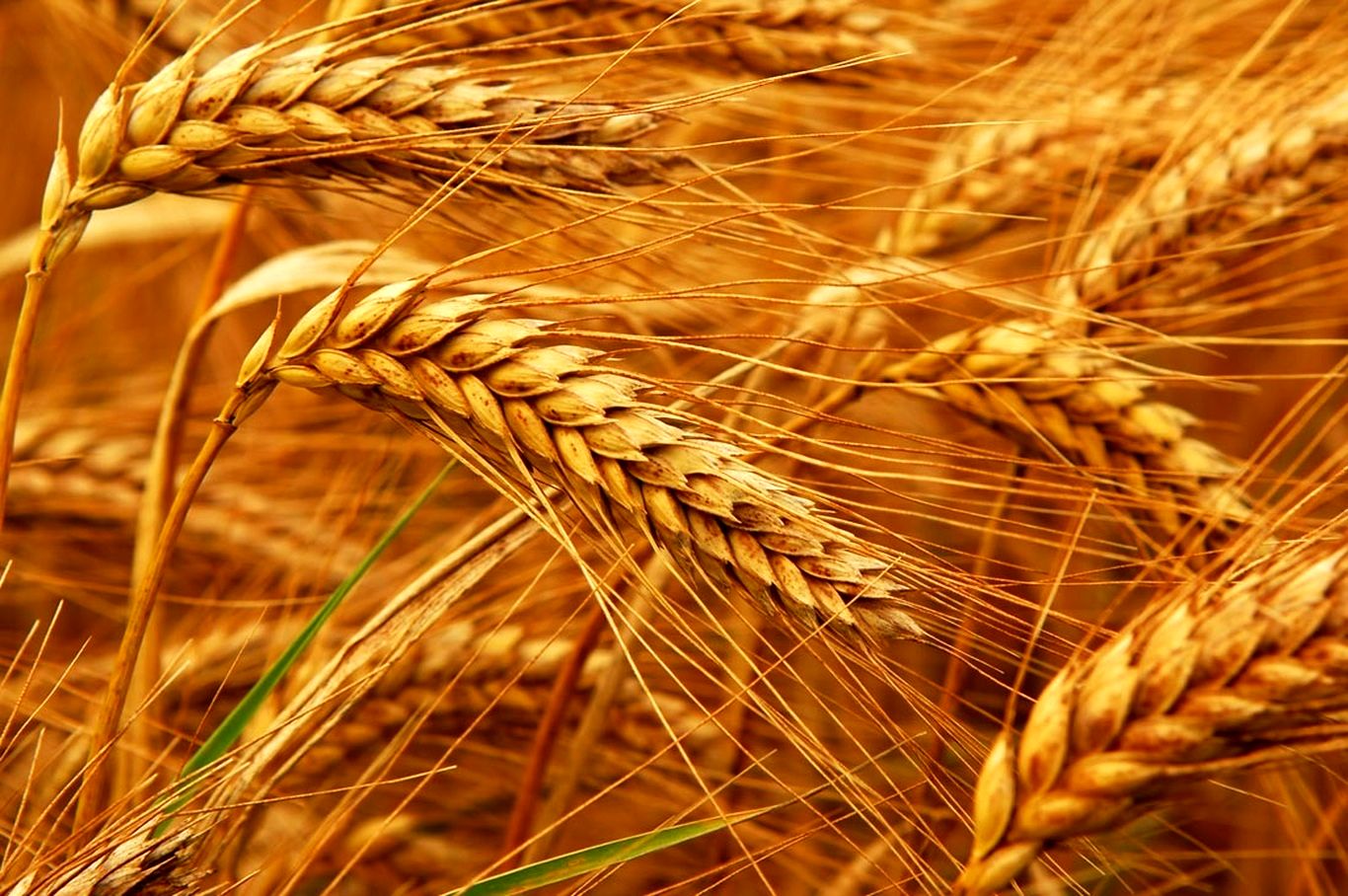 قیمت جهانی گندم به چقدر رسید؟