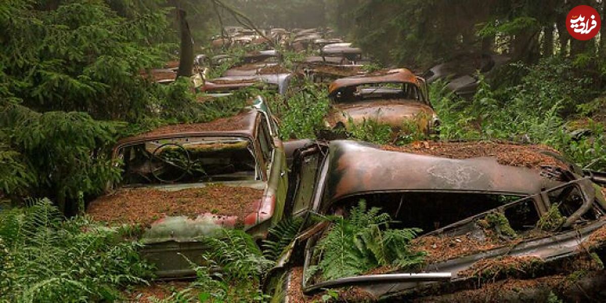 داستان جنگلی عجیب در بلژیک که به قبرستان ماشین‌های قدیمی تبدیل شده است