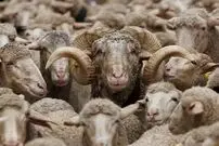 درخواست رسمی قطر برای واردات گوسفند از ایران