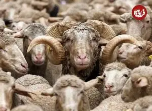 درخواست رسمی قطر برای واردات گوسفند از ایران