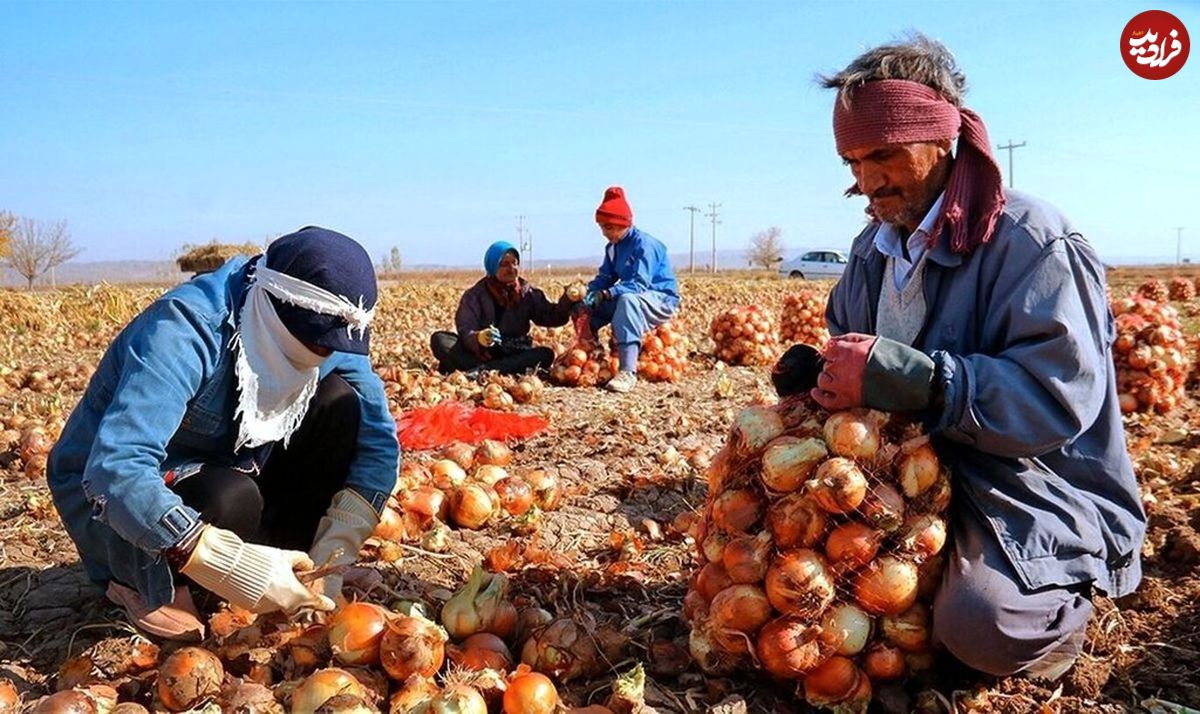 ماجرای عجیب و غریب گرانی پیاز
