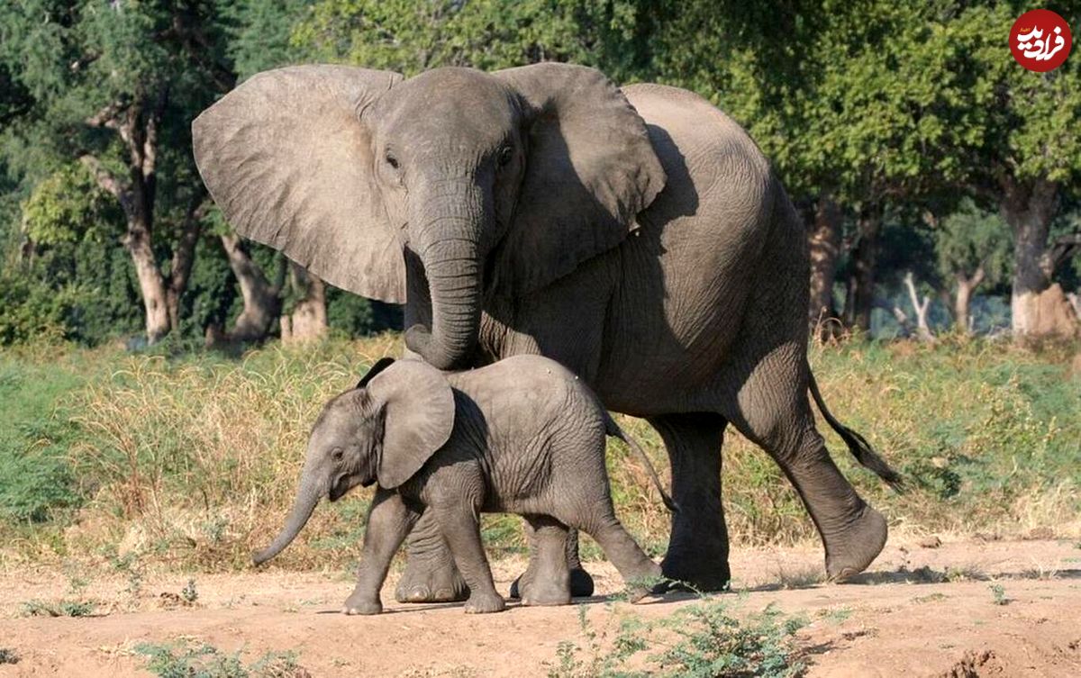 (ویدئو) توصیه فیل به بچه اش: با غریبه‌ها صحبت نکن!