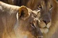 (ویدئو) تلاش شیر برای بلعیدن یک کودک!