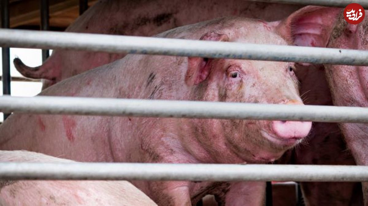 آنفلوآنزا خوکی جدید با قابلیت همه گیری در چین