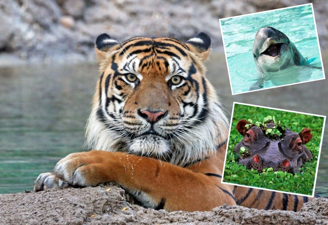 (تصاویر) محبوب‌ترین حیوانات در نقاط مختلف جهان کدامند؟