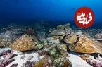 آیا ال‌نینوهای شدید اخیر بی‌سابقه هستند؟ مرجان‌های دریایی پاسخ می‌دهند
