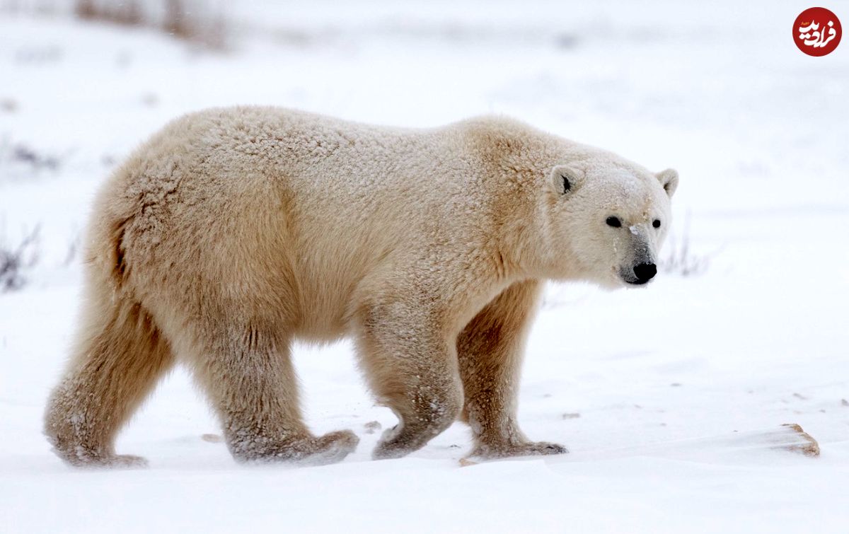  (ویدئو) عکس العمل هوشمندانه خرس قطبی روی یخ های شکننده قطب
