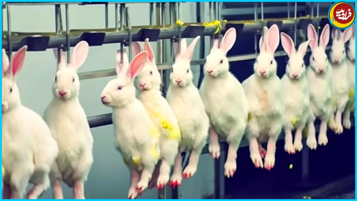 (ویدئو) نحوه پرورش خرگوش در مزرعه اروپای و فرآوری گوشت آن در کارخانه