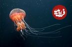 ببینید| تماشای حرکت نرم و دلنشین عروس دریایی
