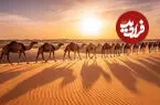 ببینید| سایه شترها بر شن‌های طلایی