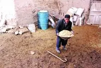 این مرد کشاورز، یک زن است