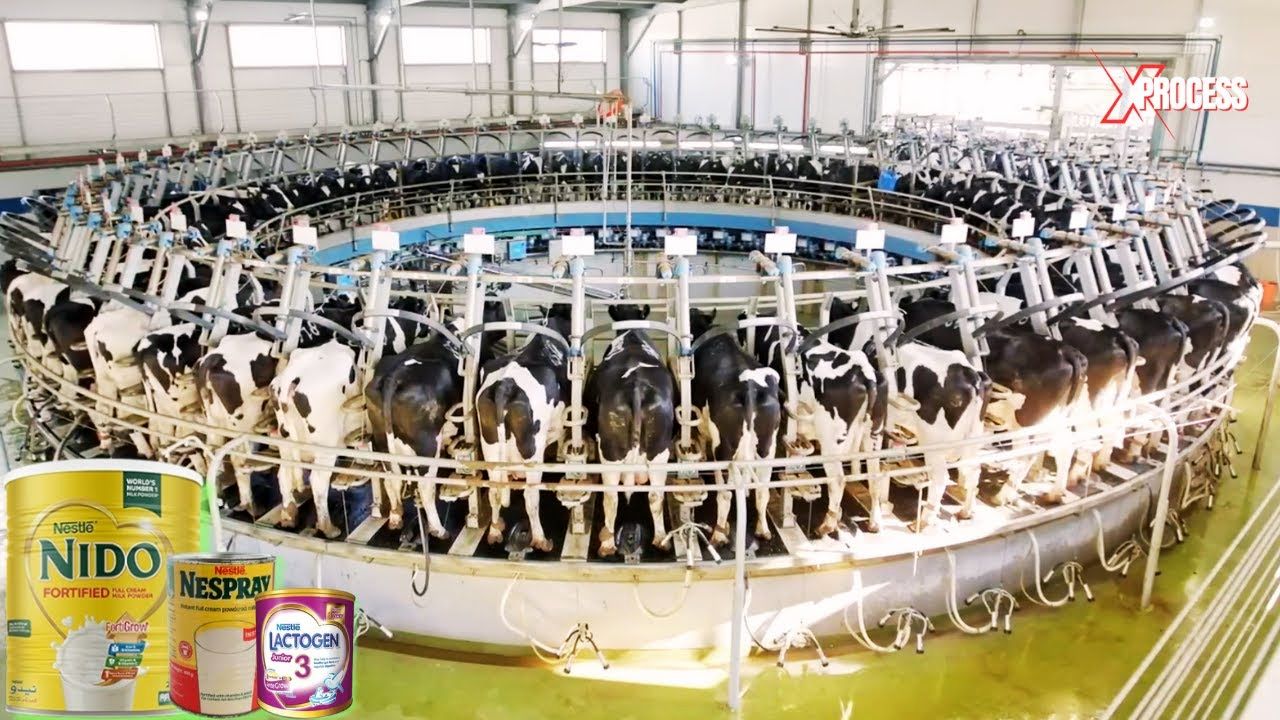 (ویدئو) مراحل تولید شیرخشک در کارخانه از نمای نزدیک